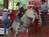 Bucking Mule Davie Florida Pro Rodeo - Steven Hodel Event Photography